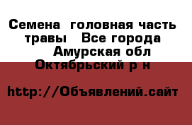 Семена (головная часть))) травы - Все города  »    . Амурская обл.,Октябрьский р-н